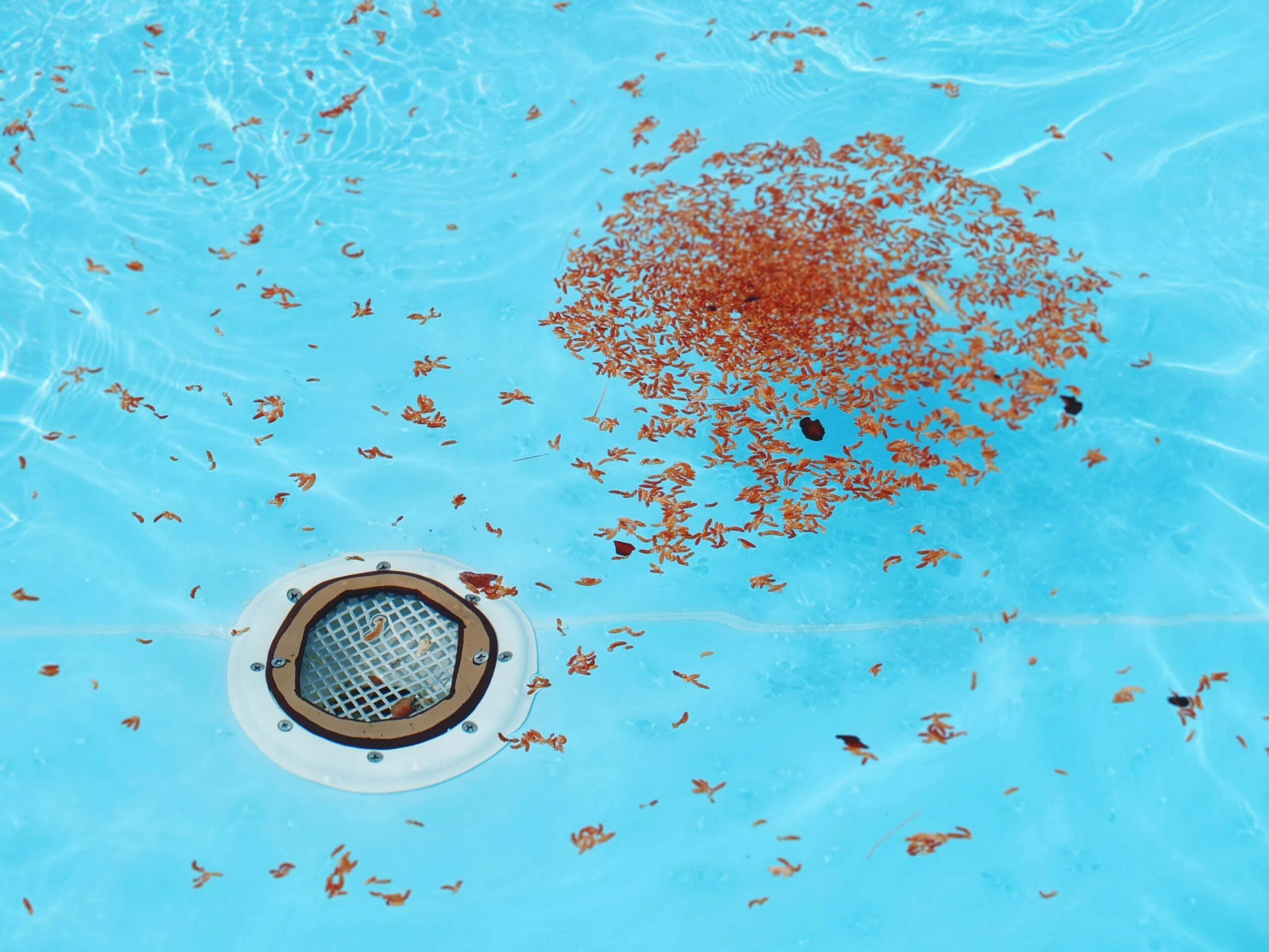 brown leaves underwater